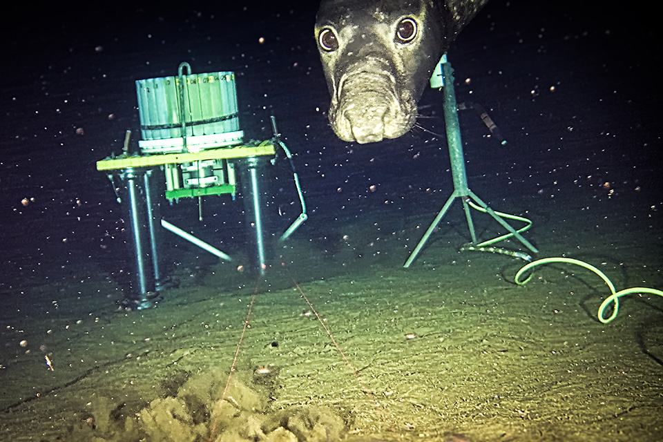 An elephant seal peaks into the camera lens in the deep, dark ocean