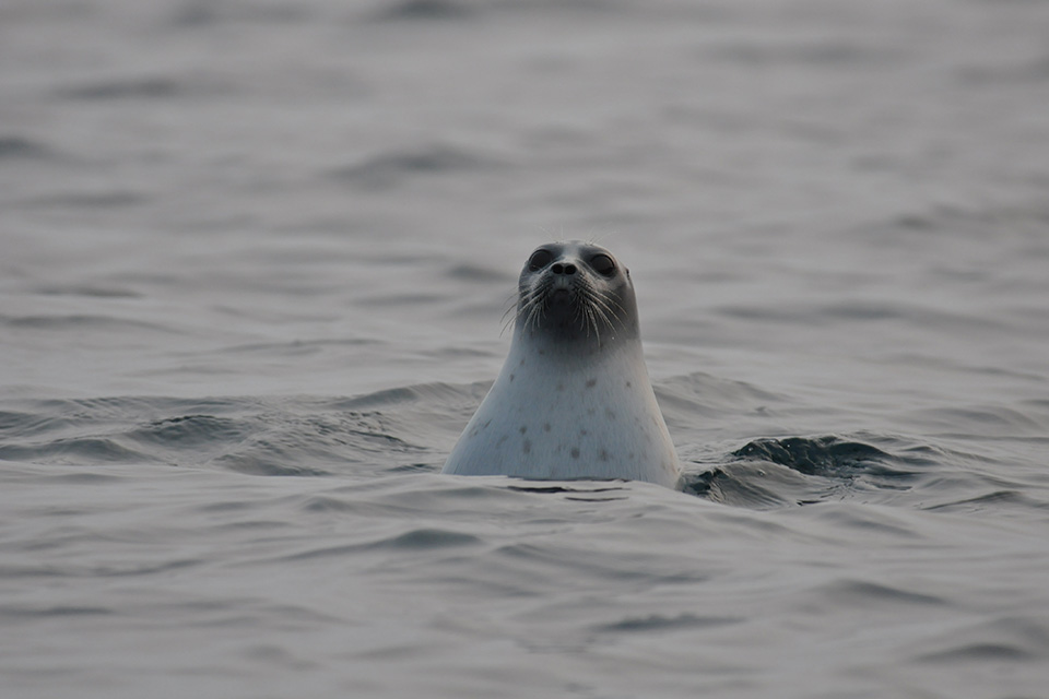 An Arctic ringed seal floats at the ocean surface and faces the camera.