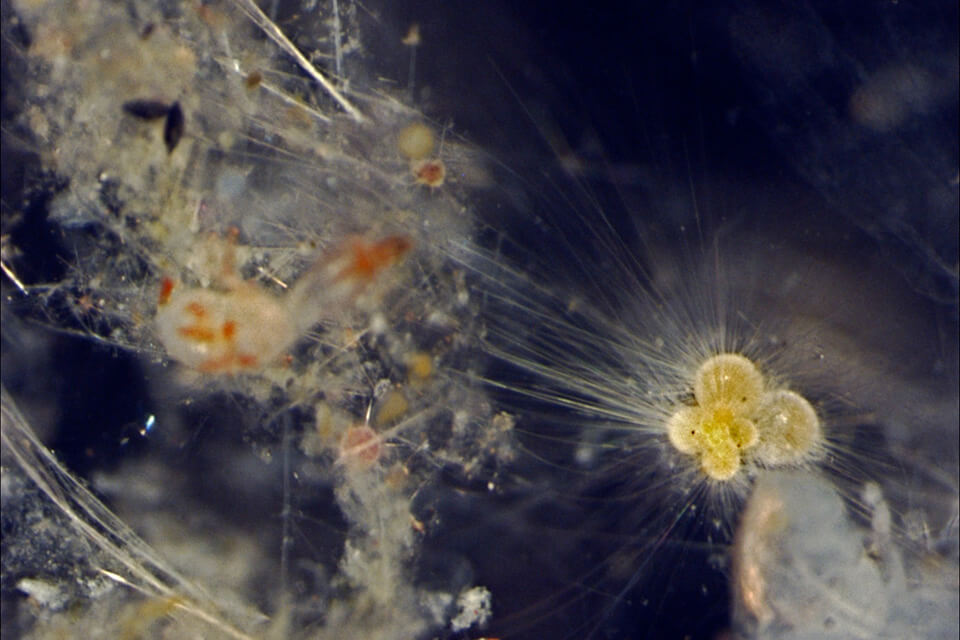 Marine fossil record reveals climate change insights
