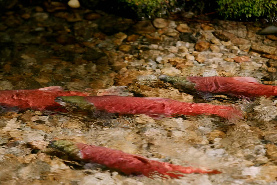 Sockeye salmon swimming through the Columbia River.