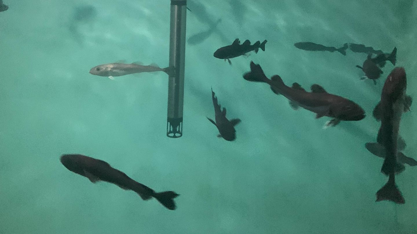 Arctic cod swimming in a tank near a hydrophone, which is recording any noises they make. Credit: Shaye Ogurek
