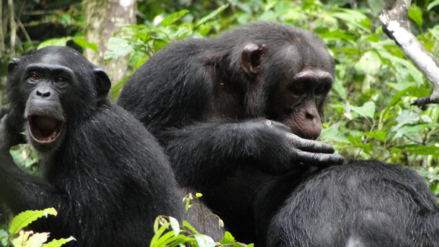 Great ape behaviour: Unveiling the mysteries