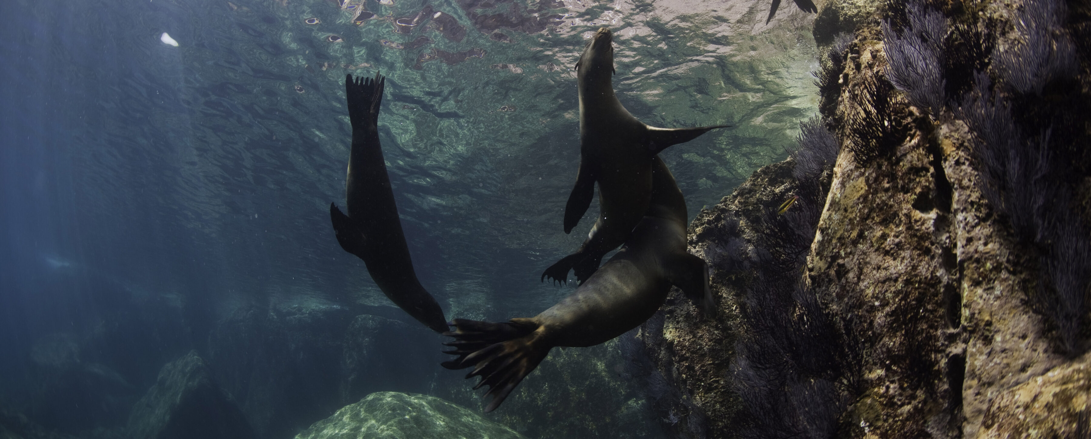 ONC receives UN Ocean Decade Implementing Partner status