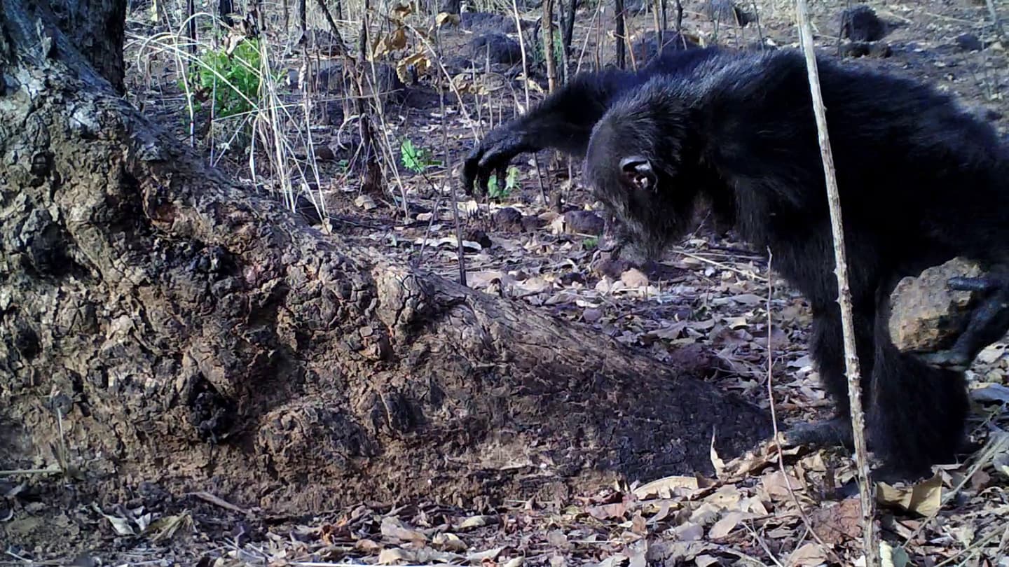 A chimpanzee, one of the great apes, holding a large rock, which it is using as a tool