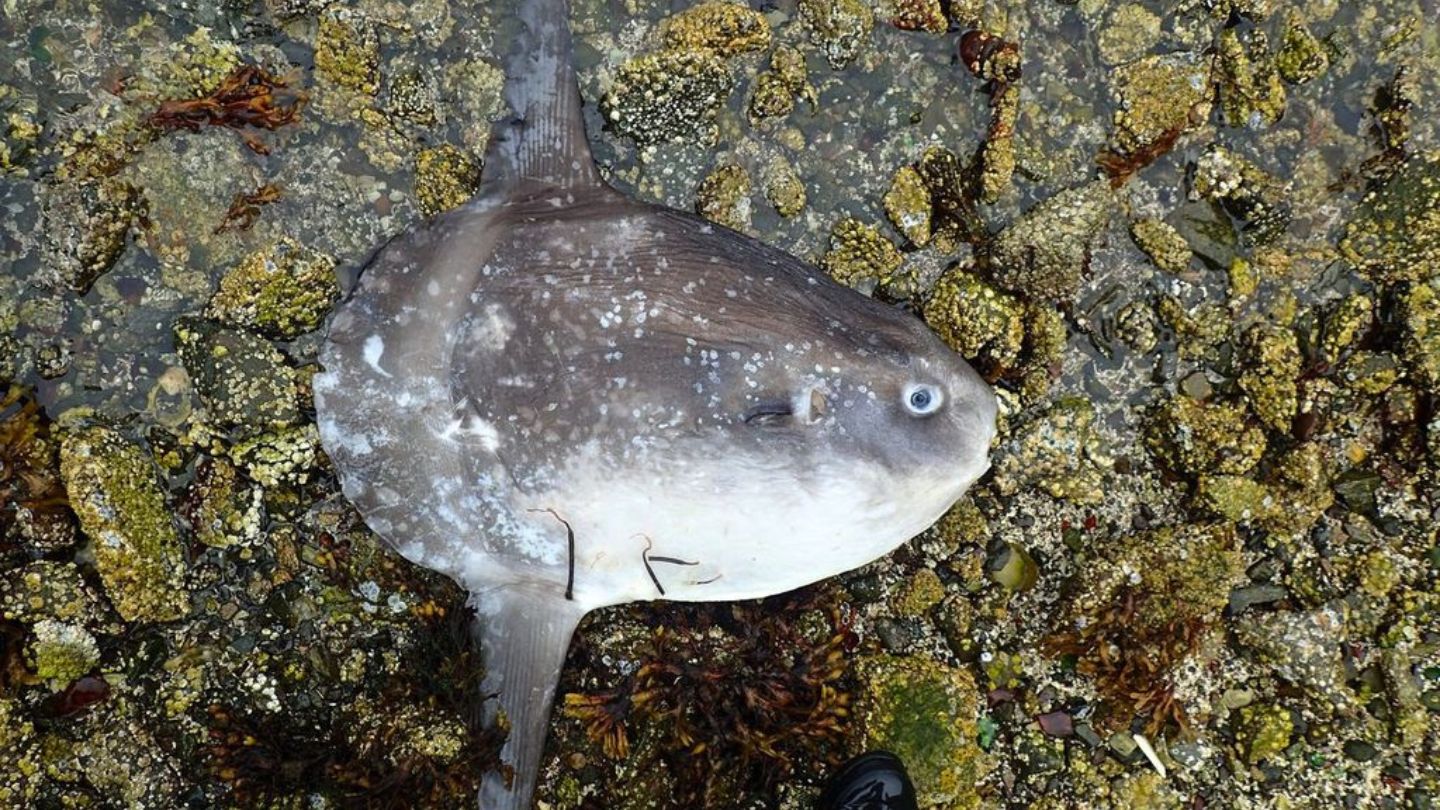 A dead Mola mola near Bamfield, British Columbia, a warm-water species found unusually far north during the heatwave" - Kristina Tietjen, UVic