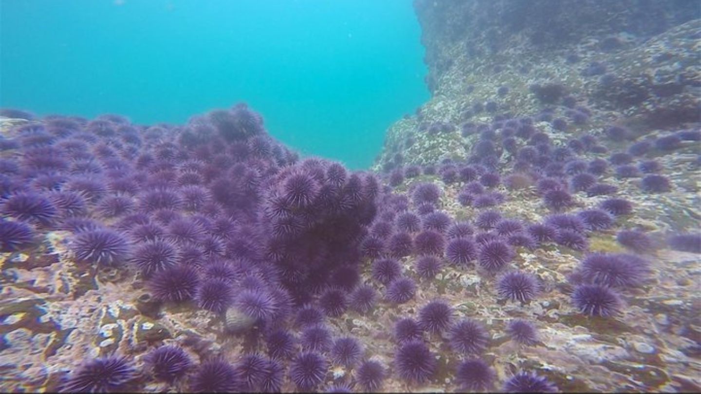 From kelp to whales: marine heatwaves are reshaping ocean life 