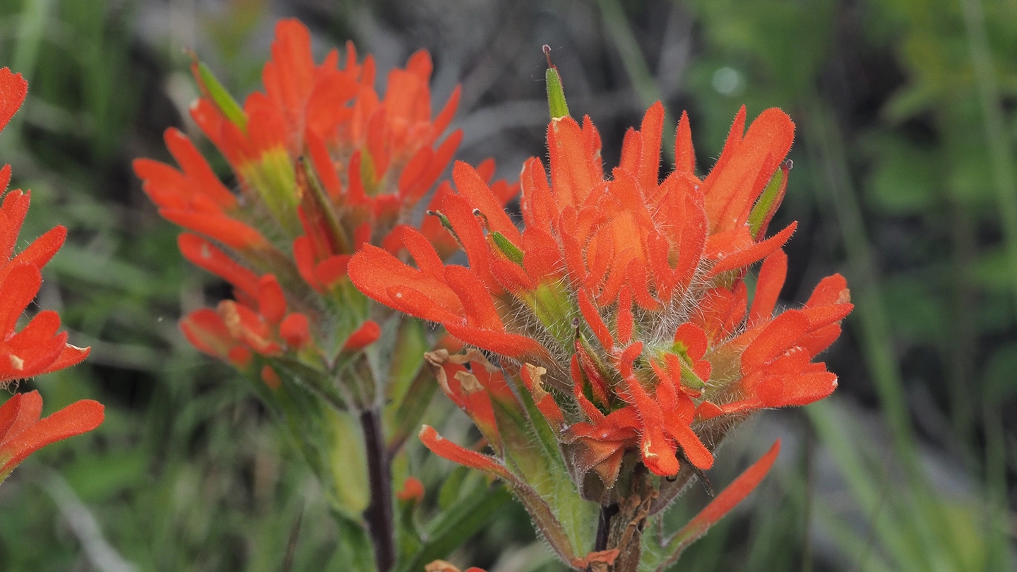 Plant with red petals known as Harsh Paintbrush.