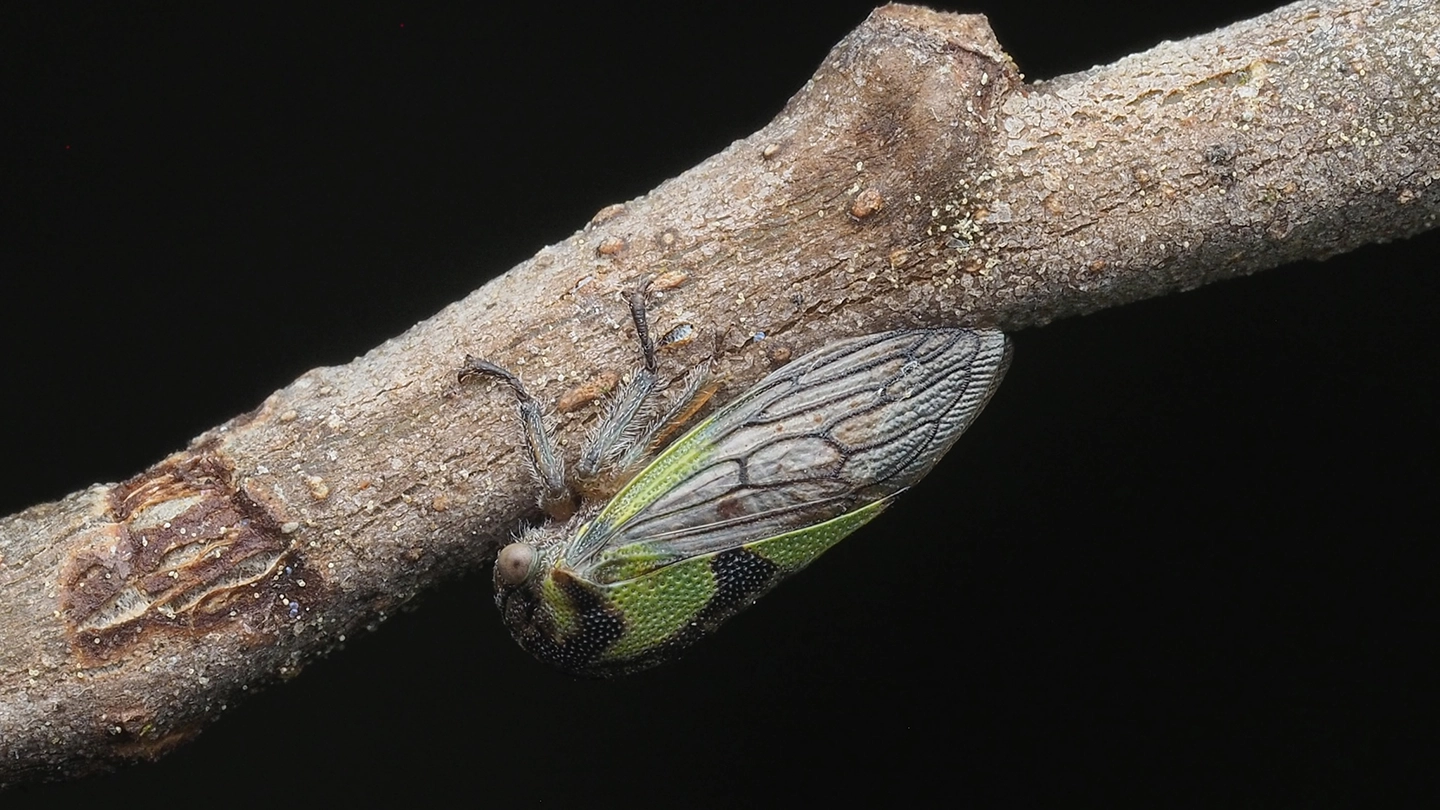A green, winged insect sits on a branch.