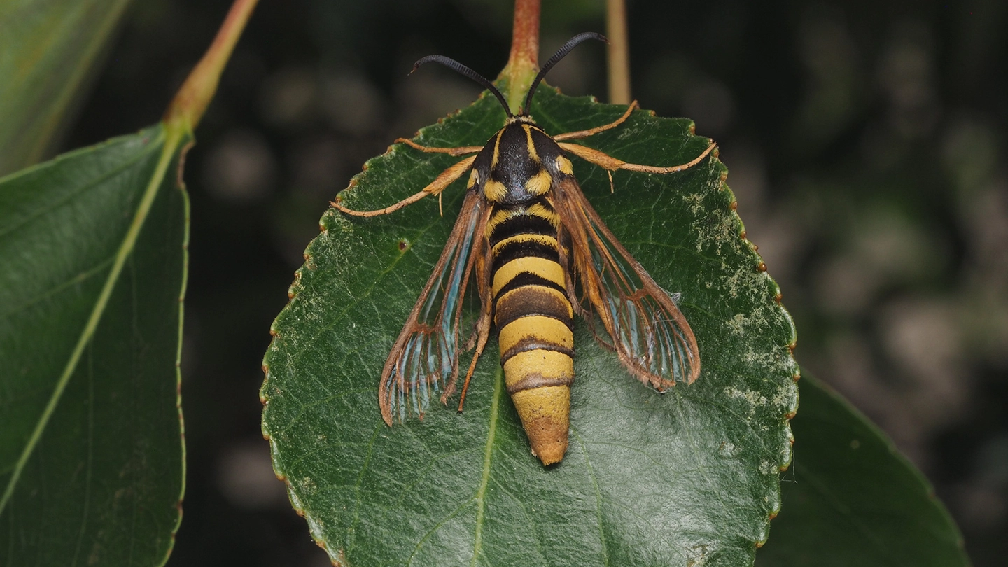 A moth with black and yellow stripes sits on a leaf.
