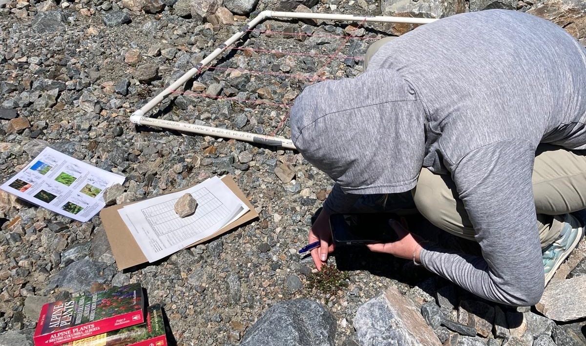 A student with a grey hoodie bends over the rocky ground to document plant communities in Sentinel Bay of Garibaldi Provincial Park.
