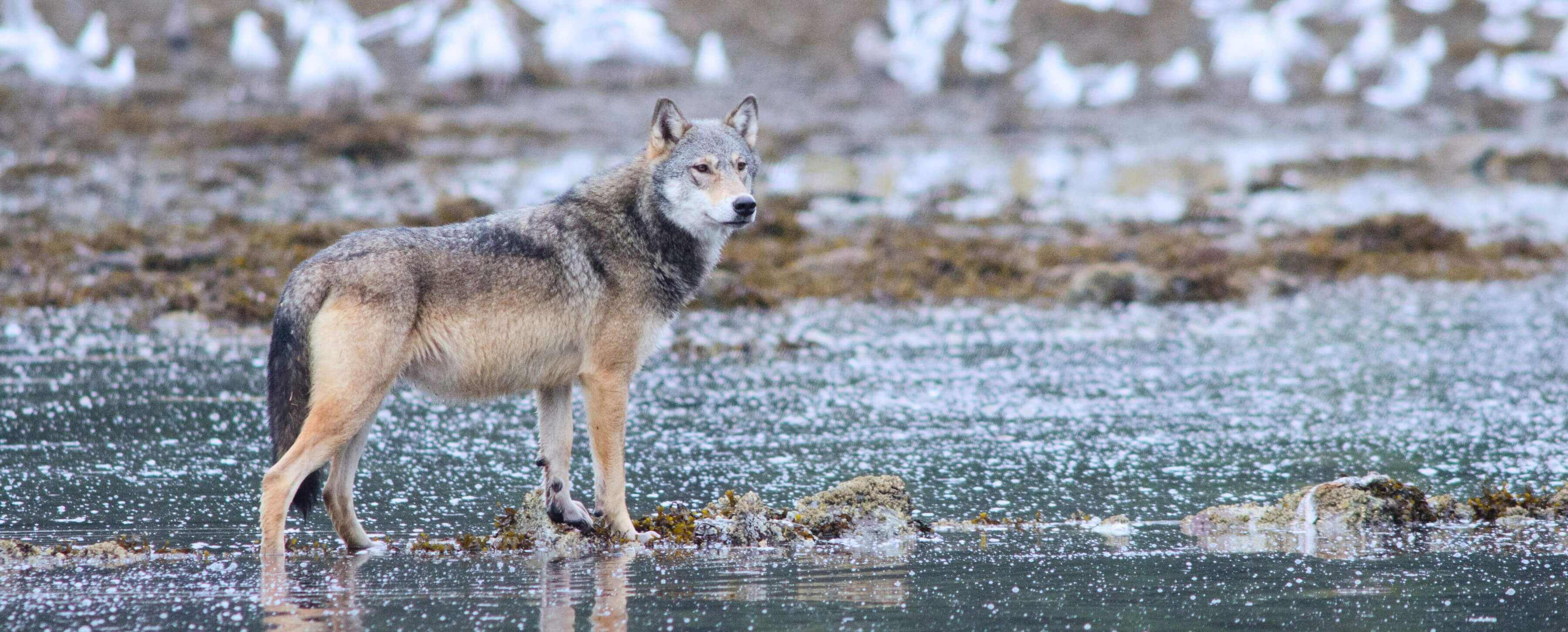 Wolves get clever with crab traps 
