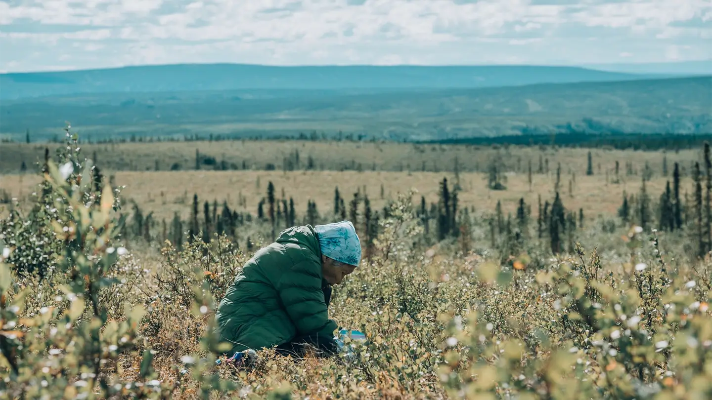 A person picking berries.