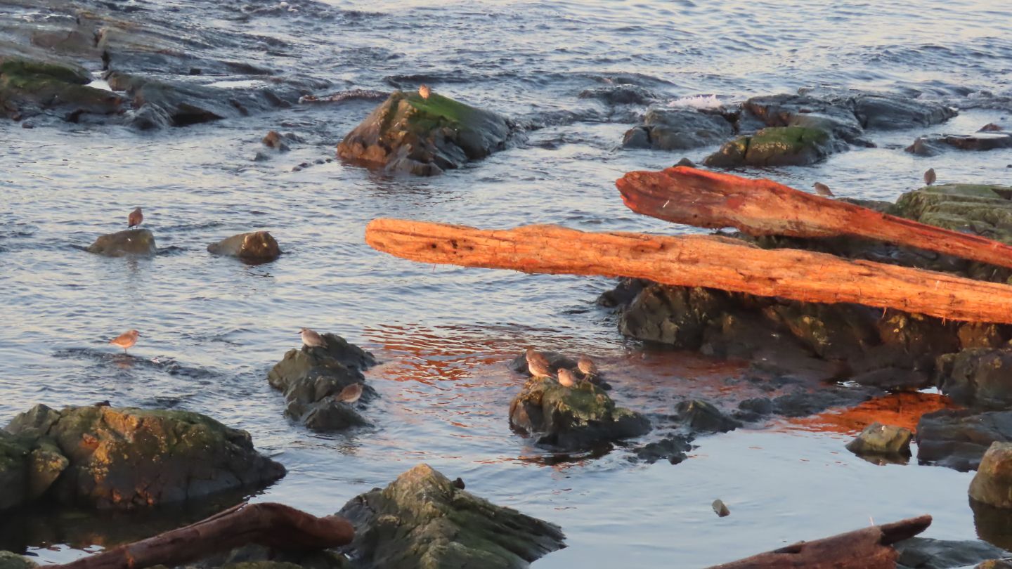 Plover birds sit atop rocks on the beach with water all around. Two drift logs have also washed ashore the rocks, illuminated with a setting sun.
