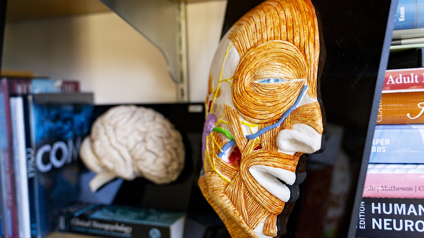 Close up of the plastic brain models used in psychology labs at UVic.
