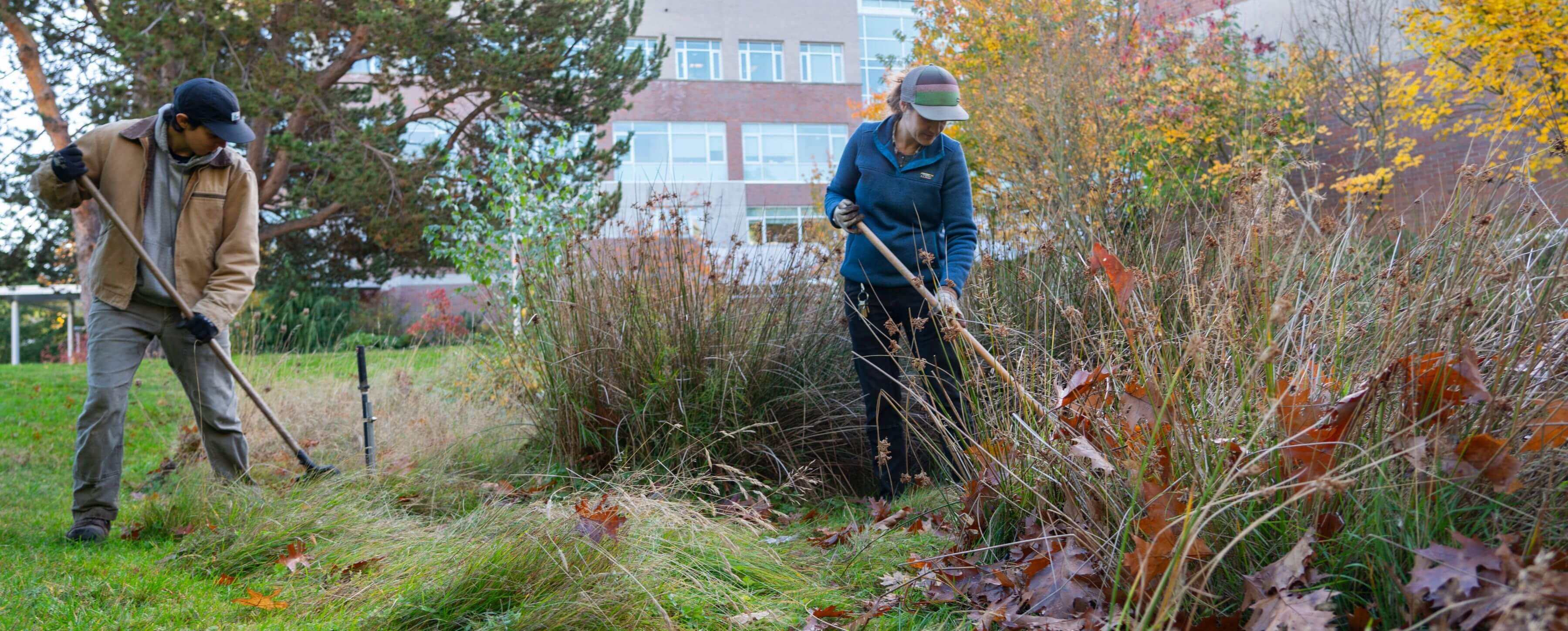UVic employees clear weeds from UVic campus.