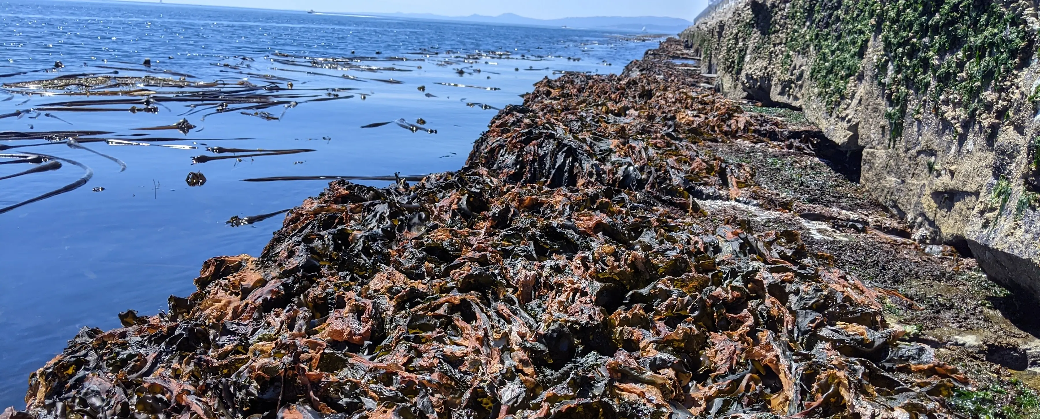 Sea cabbage kelp along a coastline.
