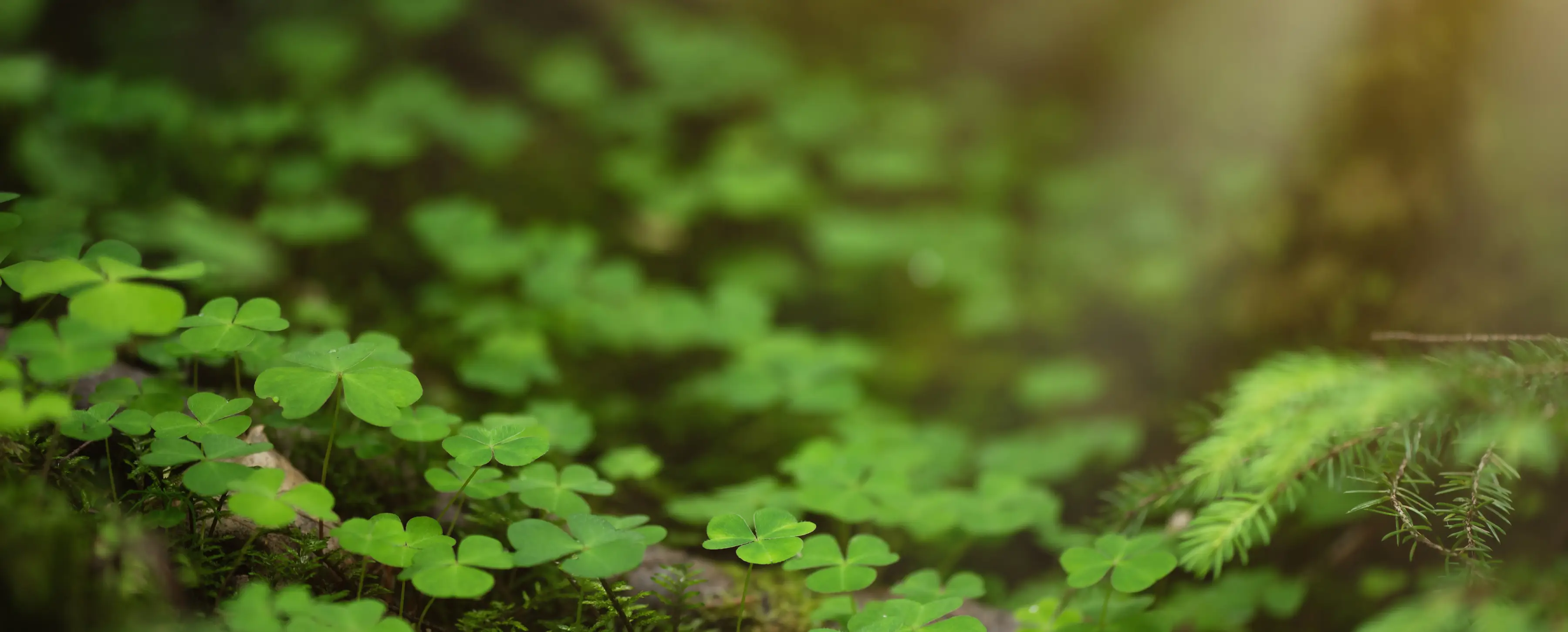 Take good care around St. Patrick’s Day