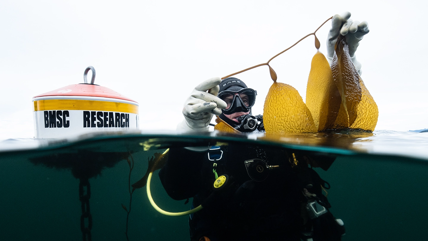 50 years of data reveals true extent of climate change impacts on kelp forests